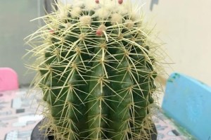 仙人掌的旅程：从孤独到成长
