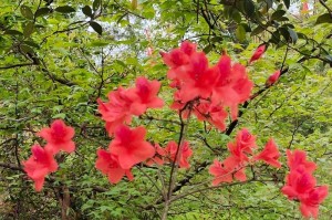 等待春天的到来（一朵坚强的花在寒冷中挺立）