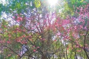 初春里，人间仍温暖/（初春里，人间仍温暖/）