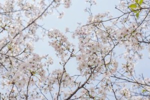 冬日花开
