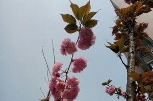 生命的光芒（追寻真正的充实）