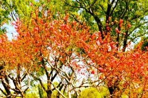 春天里的遐想（欢快、美好的春天，让我们心驰神往）