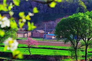 春日的田野（走进自然和谐的美好）