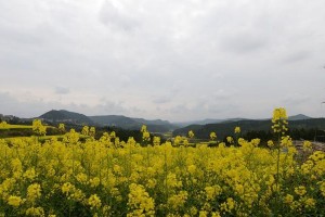 漫步枫林小道（感受家乡的美景）