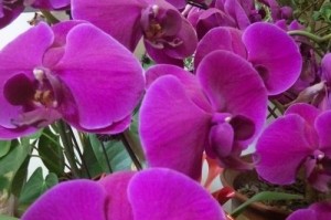 花开美丽的生命（鲜花的传奇）