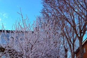 春天的文化广场——一个让人流连忘返的地方（文化与艺术在这里交汇）