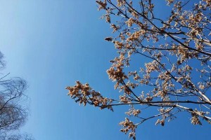 怀念春天的芬芳（一场难忘的春游）