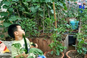 我家的小菜园真美：花香四溢的田园生活