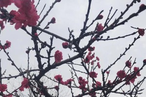 无忧无虑的生活：我和狗狗的日常