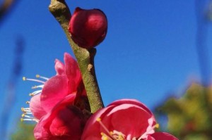 TheResilientFlower（AStoryofPerseveranceandStrength）