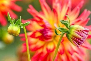 芬芳之谜（沁人心脾的香气引发的惊险探秘）