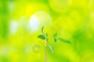 点燃绿色希望（一位年轻人的梦想让世界变得更美好）