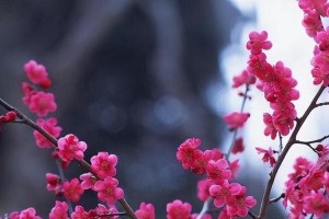 春之恋——留住那温暖阳光（少年与春天的故事）