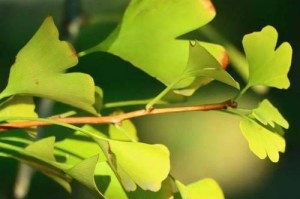 微笑如嫩芽——化解烦恼的甜美香气（一个微笑的故事）