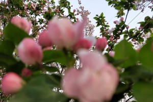 春暖花开，重拾初心（在春天里追寻内心的梦想）