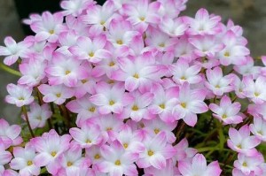 受保护的花园（当保护成了责任）
