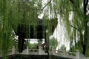 如梦池塘的故事（一个小女孩和她的秘密花园）