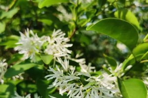 春天的脚步声（寻找春天的足迹）