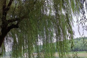 命运的归途（一个女孩的故事）