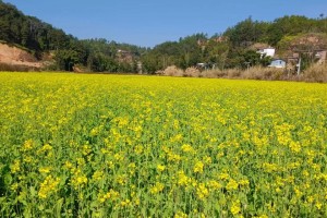 乡村岁月（田园风光中的故事）