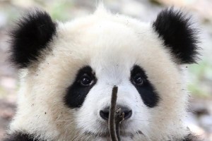 大国宝之旅——亲历中国文化（探访中国四大名胜、品味中华美食、了解历史文化）