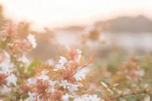 甘霖滋润的学习之旅（享受知识的美好时光）