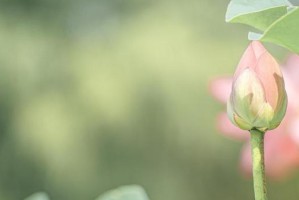记忆芬芳：一束鲜花的故事