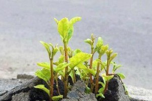 生命的赞歌（探寻生命本质）
