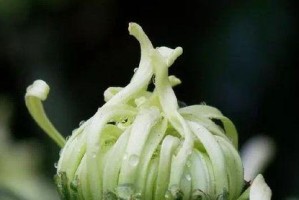 菊花之思