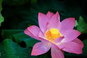 活力无限，生命无限可能（一朵花的成长）