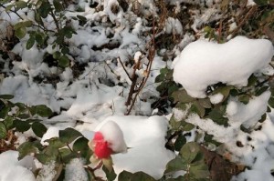 雪花飞舞的冬天（寻找遗失的记忆）