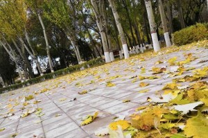 故乡春天（记忆中的那一抹绿）