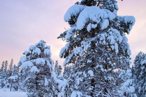 冬雪美景（一场雪，一场美丽的盛宴）