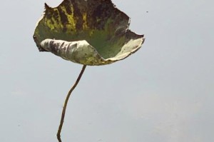 敬佩之情，油然而生（别样的生命故事）
