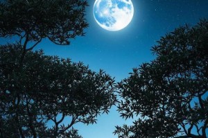 月下的邂逅（爱情的勇气）