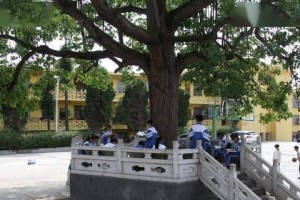 生命力校园（一个让人感动的故事）