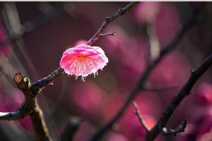 借梅花喻人（她用坚毅和勇气绽放）