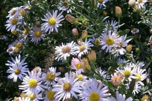 菊花的坚韧之美（勇敢向前，走出人生之路）