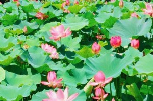 如梦湖的秘密（一个青年探秘古老传说）
