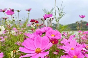 花开之间（花与人的故事）