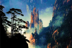 岁月沉淀下的松树（寻找属于它们的故事）
