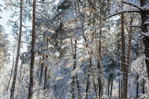 寻找雪人（一个女孩在寒冷的冬天寻找她心中的梦想）