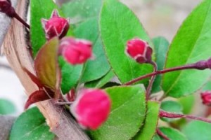 春天里的花香（百花盛开，春意盎然）