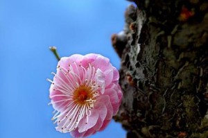 梅花村的故事（喻人之美）