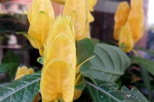 TheEternalBeautyofFlowers（AStoryofLove,Loss,andRedemption）