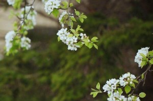 棠梨花开（铭记于心的时刻）