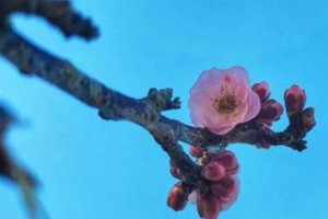 花的秘密（听见花的声音）