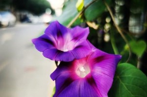 花海迷踪——探寻美丽绽放的秘密