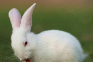 追逐自由的小白兔（追逐自由的小白兔）