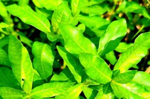 生命的顽强——一个医生的故事（无尽的希望和意志力）